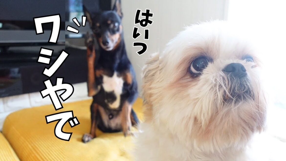 癒やしの動画を撮影していたつもりが・・・誰かのおかげでこんな事にwww～多頭飼い～チワワ・シーズー・ミニチュアピンシャー・トイプードル