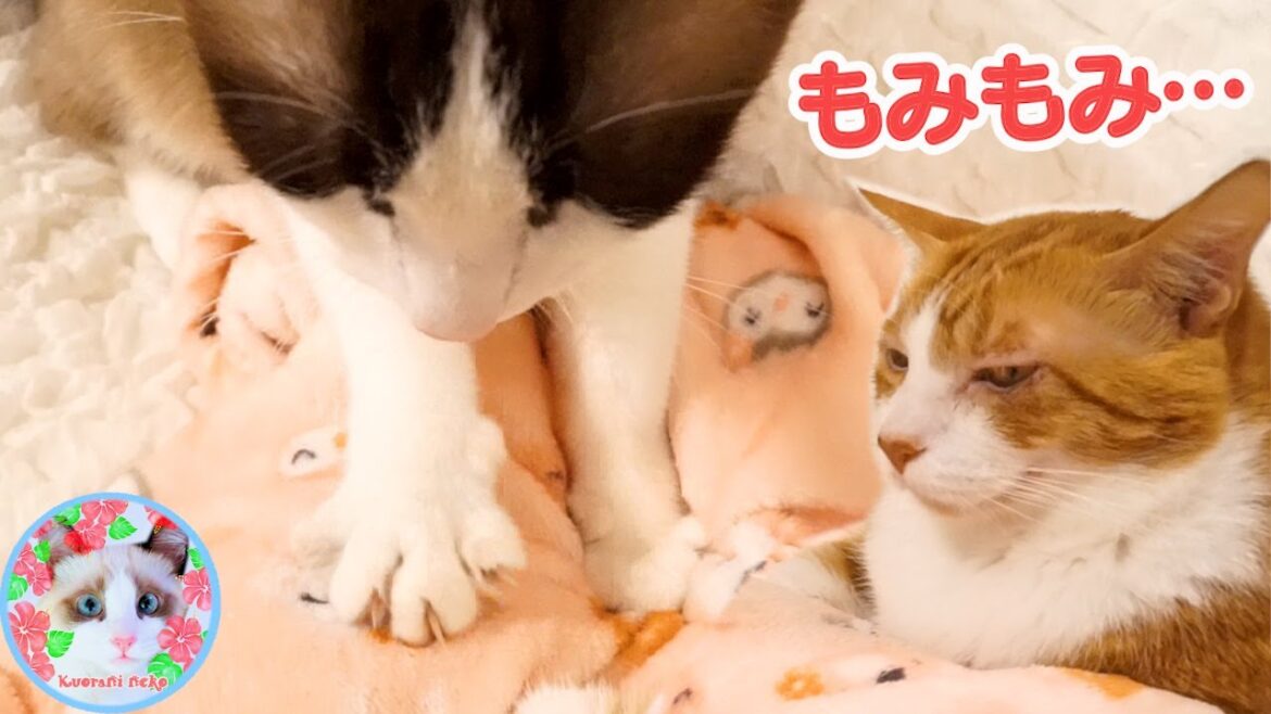 こねこね職人猫がでぶ猫にパンチをされたのはなぜ？ Making biscuits