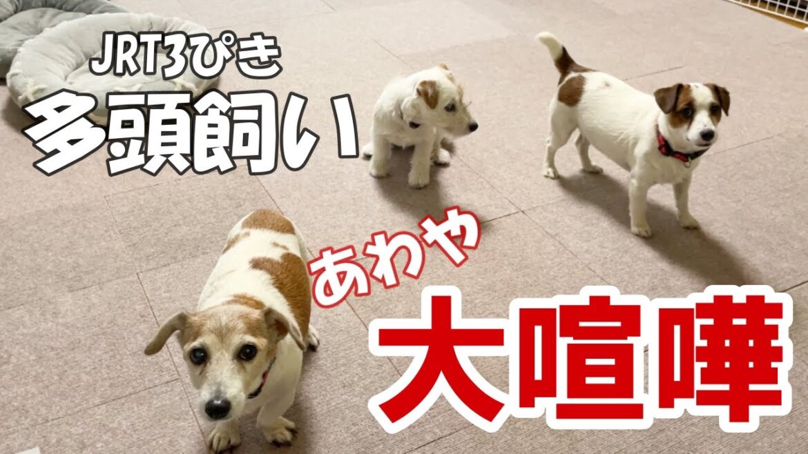 【喧嘩勃発】老犬だってJRT！若いもんには負けません！！多頭飼いは大変です！