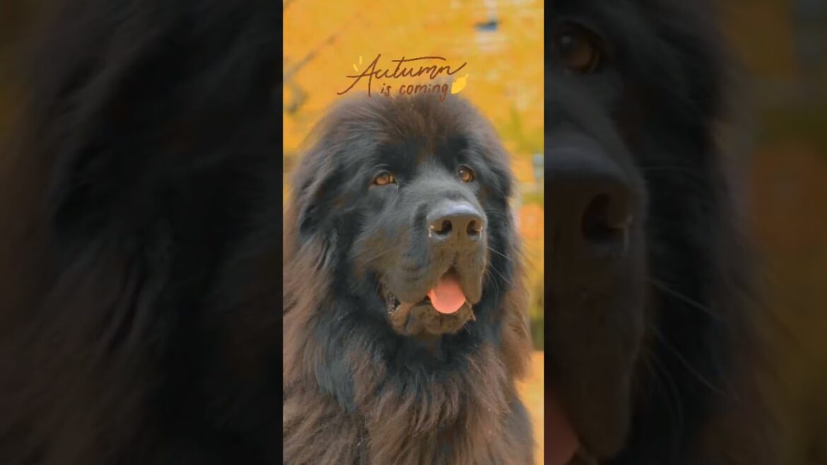 銀杏並木 #dog #ニューファンドランド #newfoundlanddog  #熊本県庁　#熊本県庁銀杏並木