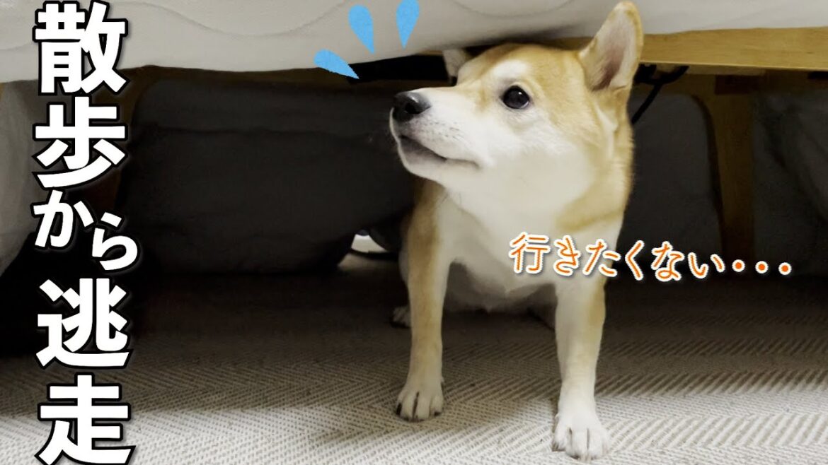 散歩嫌いの柴犬が散歩から逃げるために隠れるもすぐバレた件