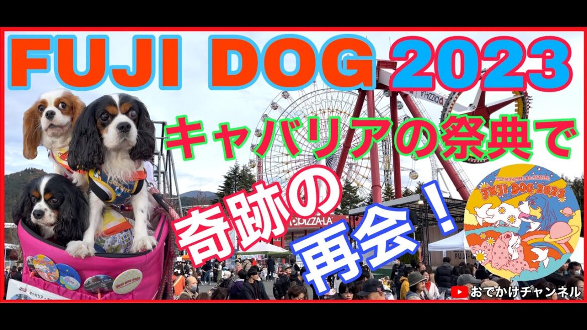 【キャバリアの祭典】FUJI DOG2023キャバリアの祭典で奇跡の再会！