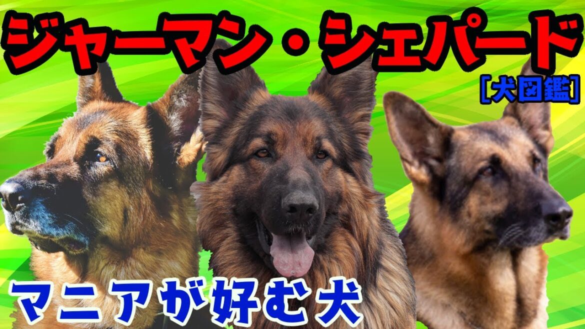 [犬図鑑]ジャーマン・シェパード 様々な場面で活躍できる犬種