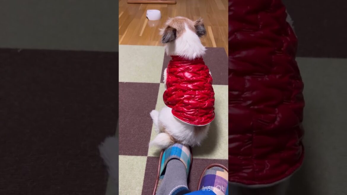 こんないい子になるとは、、、【座り方‼️】ジャックラッセルテリアのマル　#shorts #Jack Russell Terrier #dog