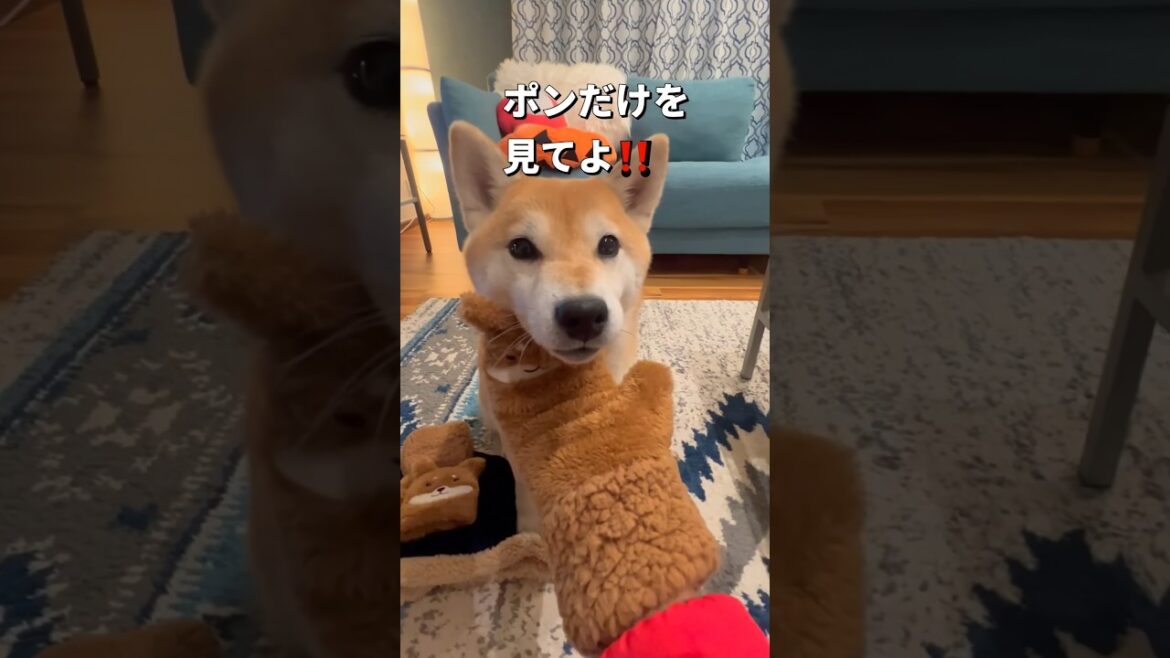 ジェラシー🐶🔥#柴犬 #やきもち #shorts
