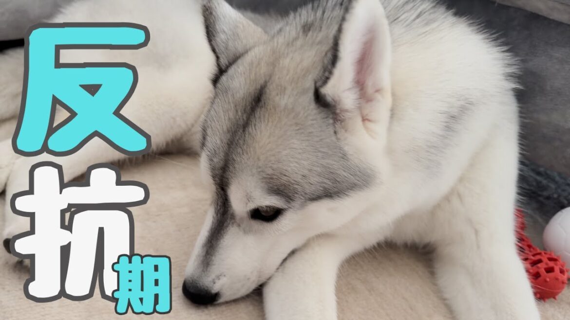 【 ハスキー犬 】反抗期きた！？飼い主と子犬のハスキーが言い争いをする光景ｗ