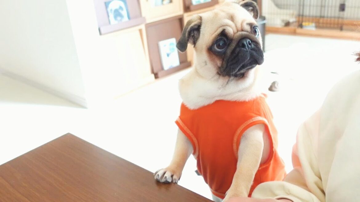 可愛くおねだりをしてもみかんを貰えず、落ち込んでしまいました。Pug is depressed because he didn't get any oranges.【パグ、pug】