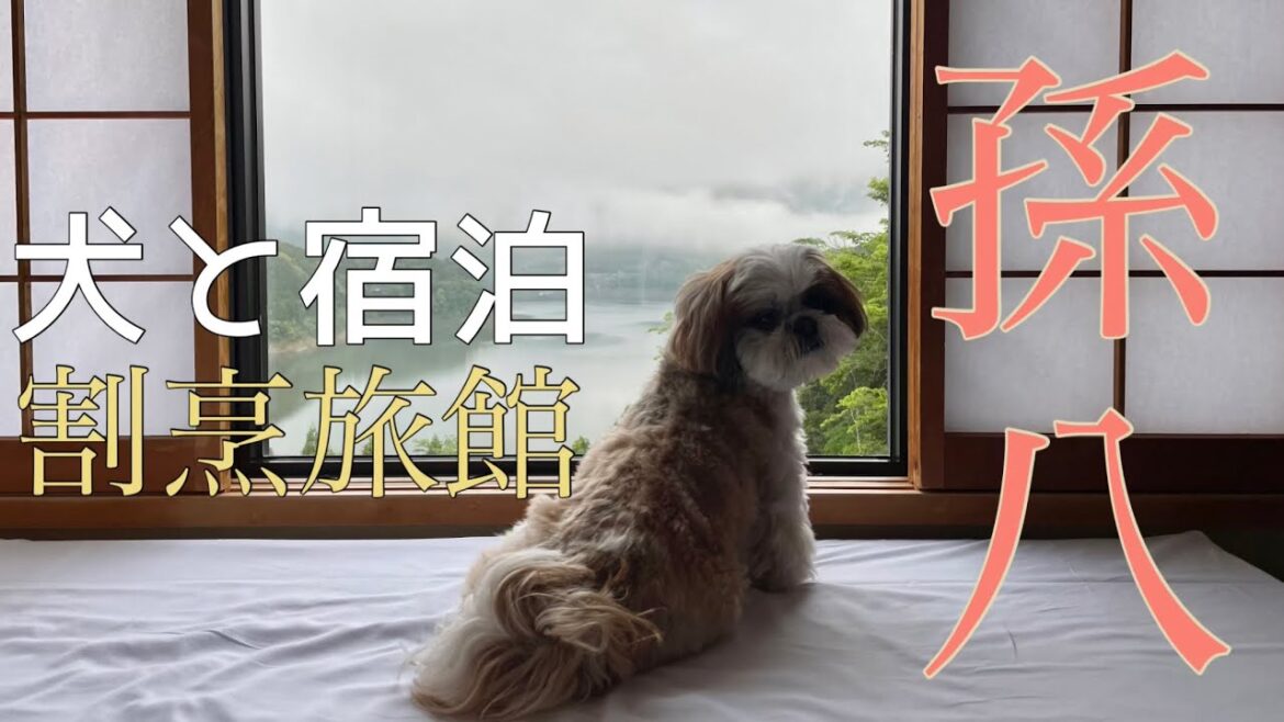 [2才シーズー]犬と1泊旅行の思い出