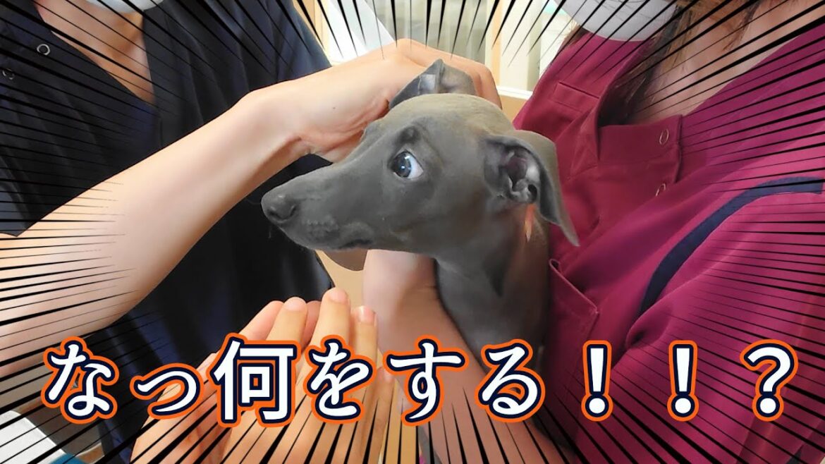 耐えるのみ！イタリアングレーハウンド の子犬 2回目の時がやってきた！【ニアのあたまつっこむなの】#イタリアングレーハウンド  #イタグレ
