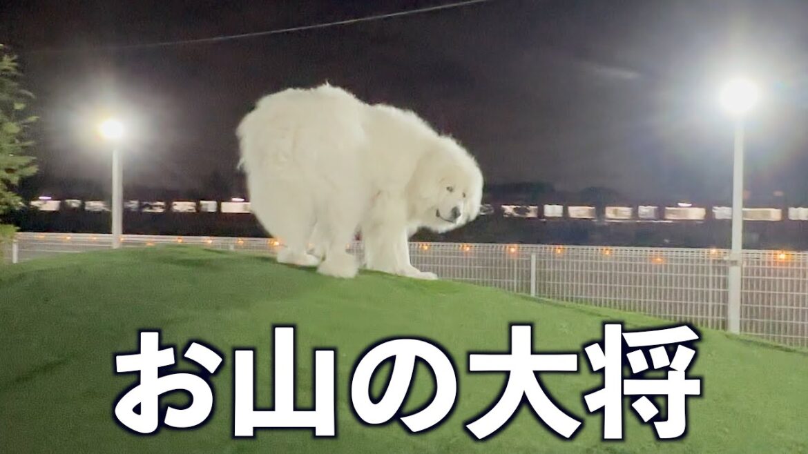ドッグランの大きな山でドヤ顔をかます グレートピレニーズ です