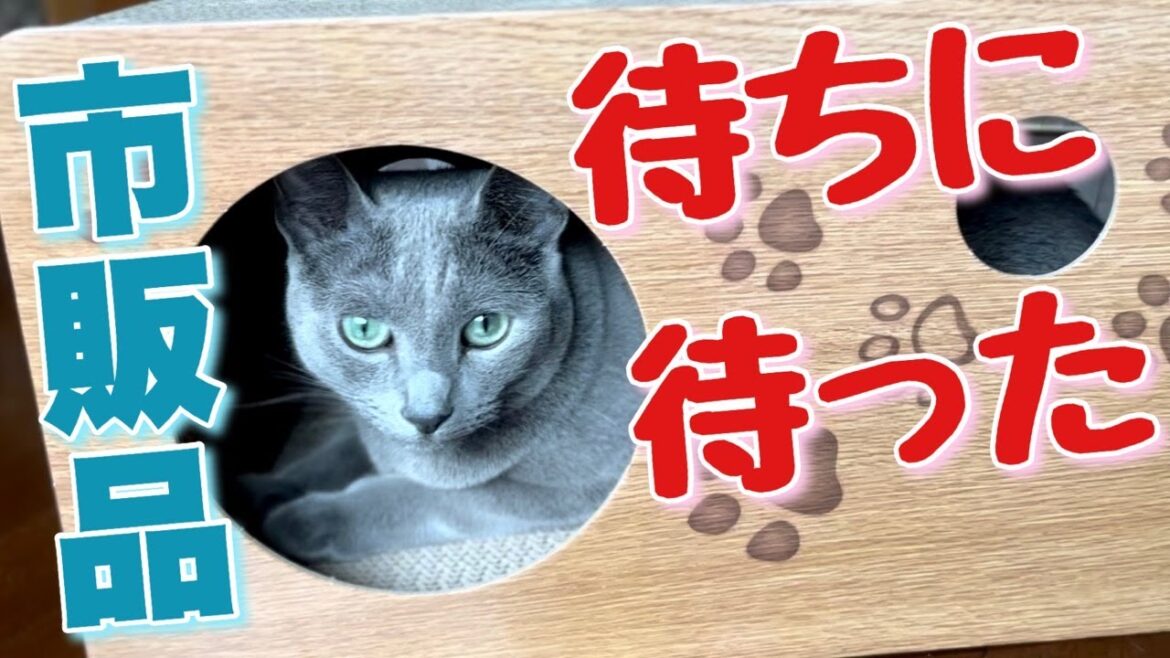 ロシアンブルー | DIY以外のハウスを貰えた猫の喜びと新たな疑惑 [Russian Blue cat Kotetsu] The cat's joy and doubts with new house