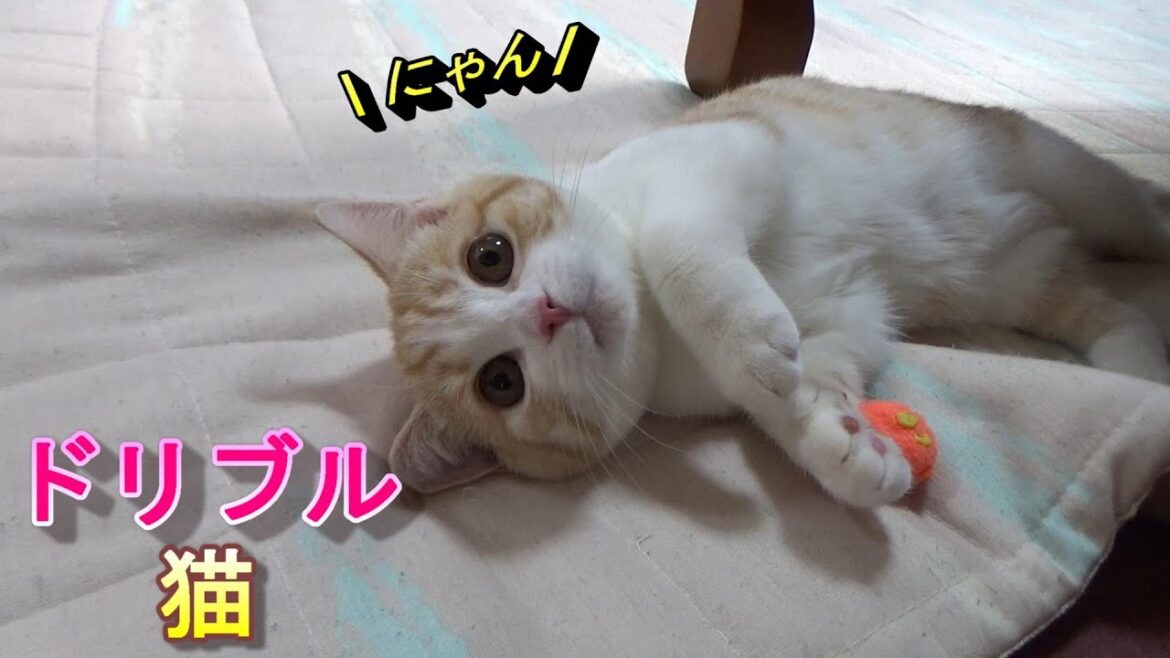 ドリブルする猫がかわいい【スコティッシュフォールド】