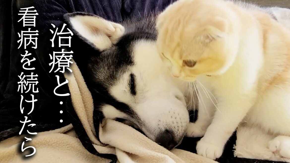 猫が毎日ハゲた犬の治療と看病を続けた結果 猫が毎日ハゲた犬の治療と看病を続けた結果