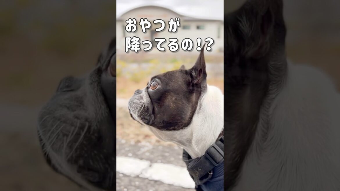 それはオヤツじゃありません【ボストンテリア】