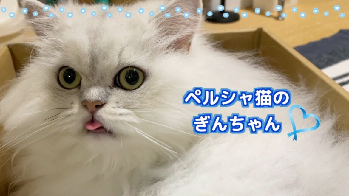 【ペルシャ猫】女の子同士の可愛いバトル❣️短い足が届かない〜💦もふもふふわふわ増量中の可愛すぎるペルシャ猫たち♡