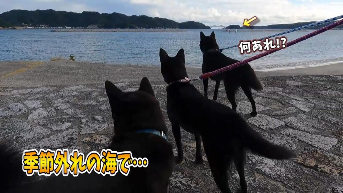 【甲斐犬】季節外れの海へ行ったら気になるものを見つけた！