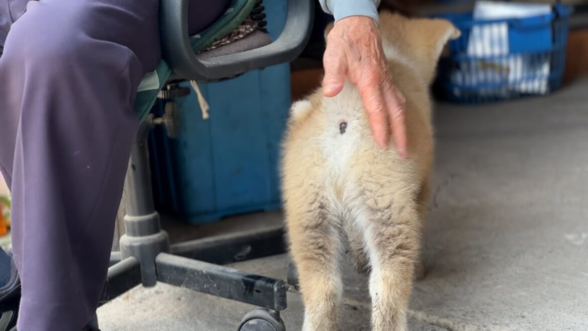 じいちゃんとばあちゃんの手のぬくもり　秋田犬陸奥くんのこれから始まる忠犬物語