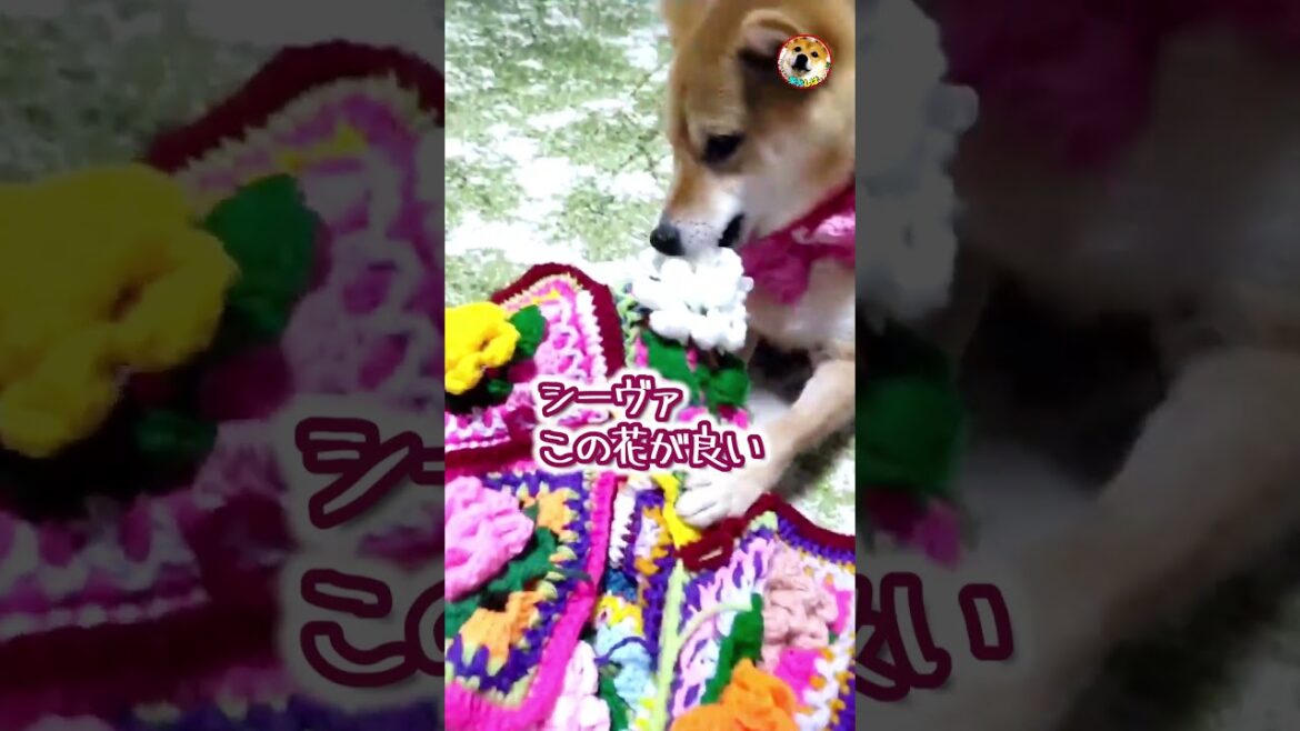 【柴犬】隠ぺい工作が上手な犬　アフレコ#shorts