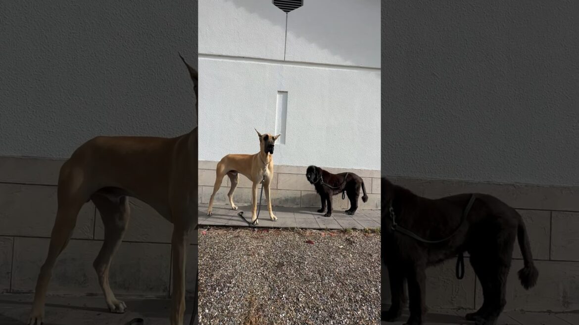 グレートデン子犬vsニューファンドランド ボス君 レイク 超大型犬 多頭飼育 渡辺ボス 外産 アンジュンドッグフィールド 出身 大型犬 フォーン