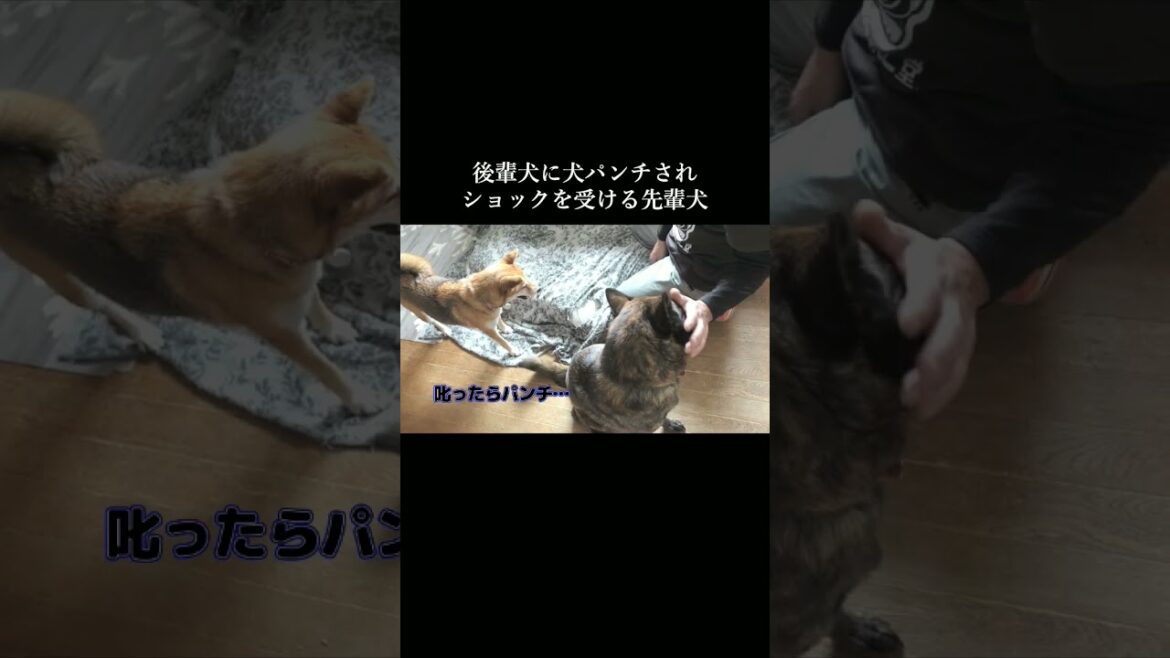 後輩犬に犬パンチされてショックを受ける甲斐犬 #甲斐犬 #柴犬 #youtubeshorts 後輩犬に犬パンチされてショックを受ける甲斐犬 #甲斐犬 #柴犬 #youtubeshorts