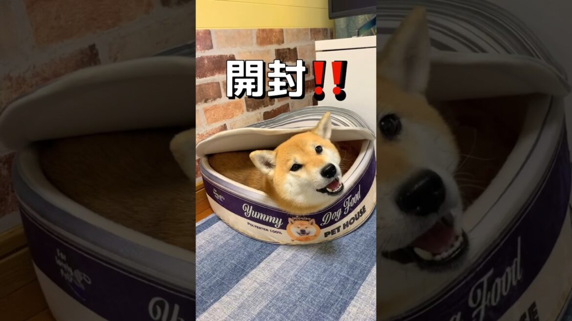 蓋はいらなかったらしい😂#柴犬 #shibainu #shorts