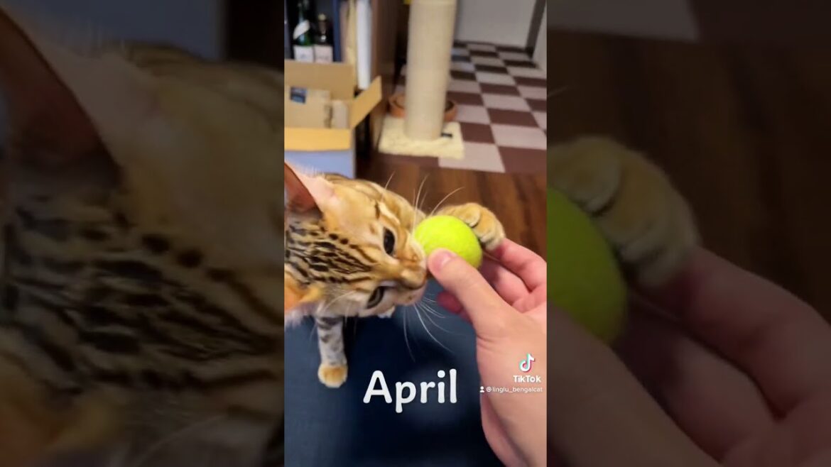 りんちゃんとの2022年を振り返ってみた【1年間ありがとうございました】 りんちゃんとの2022年を振り返ってみた【1年間ありがとうございました】