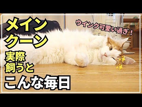 寝転んでウインクする大型猫が可愛すぎる!【へそ天メインクーン】 寝転んでウインクする大型猫が可愛すぎる!【へそ天メインクーン】