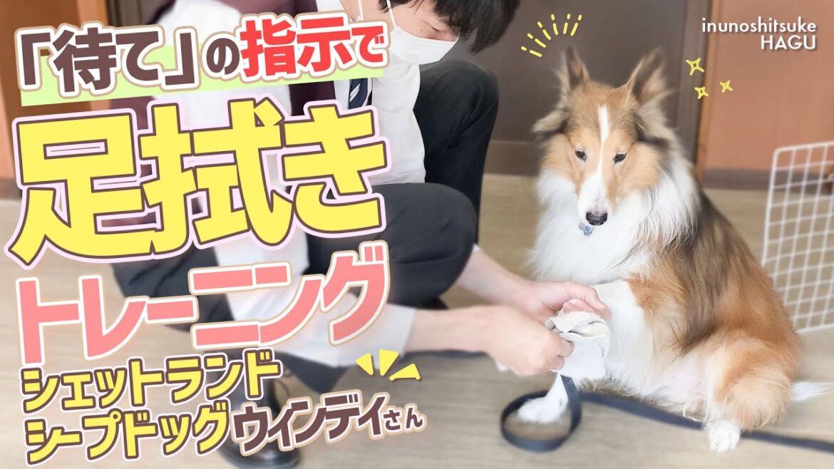 【シェルティ 犬】屋外でのお散歩の練習！その後のアフターケアの様子をドッグトレーナーが実況解説！【シェットランドシープドッグ】