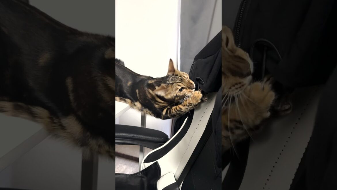 上着に八つ当たりする子猫 #shorts #猫 #ベンガル 上着に八つ当たりする子猫 #shorts #猫 #ベンガル