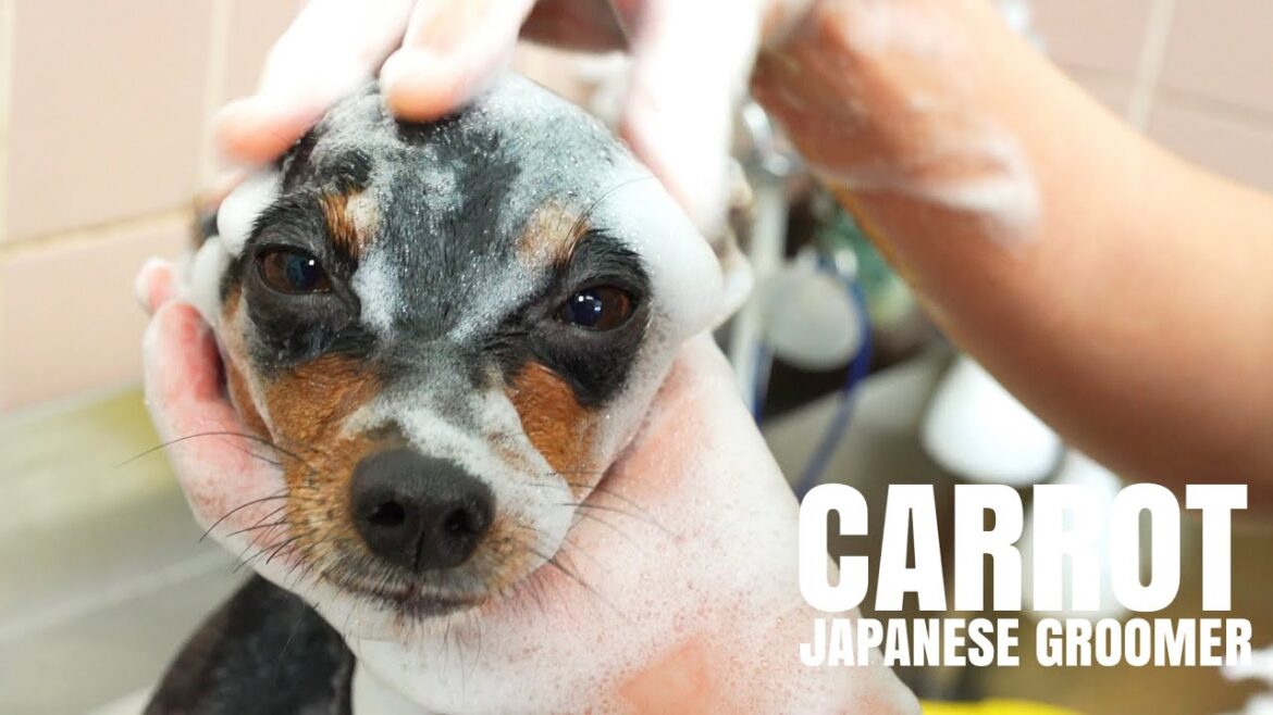 #158 ルルのトリミング参観日🐶【ミニチュアピンシャー】＃トリミングルームキャロット