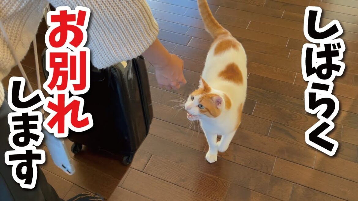 しばらく猫たちとお別れします【関西弁でしゃべる猫】【猫アテレコ】 しばらく猫たちとお別れします【関西弁でしゃべる猫】【猫アテレコ】