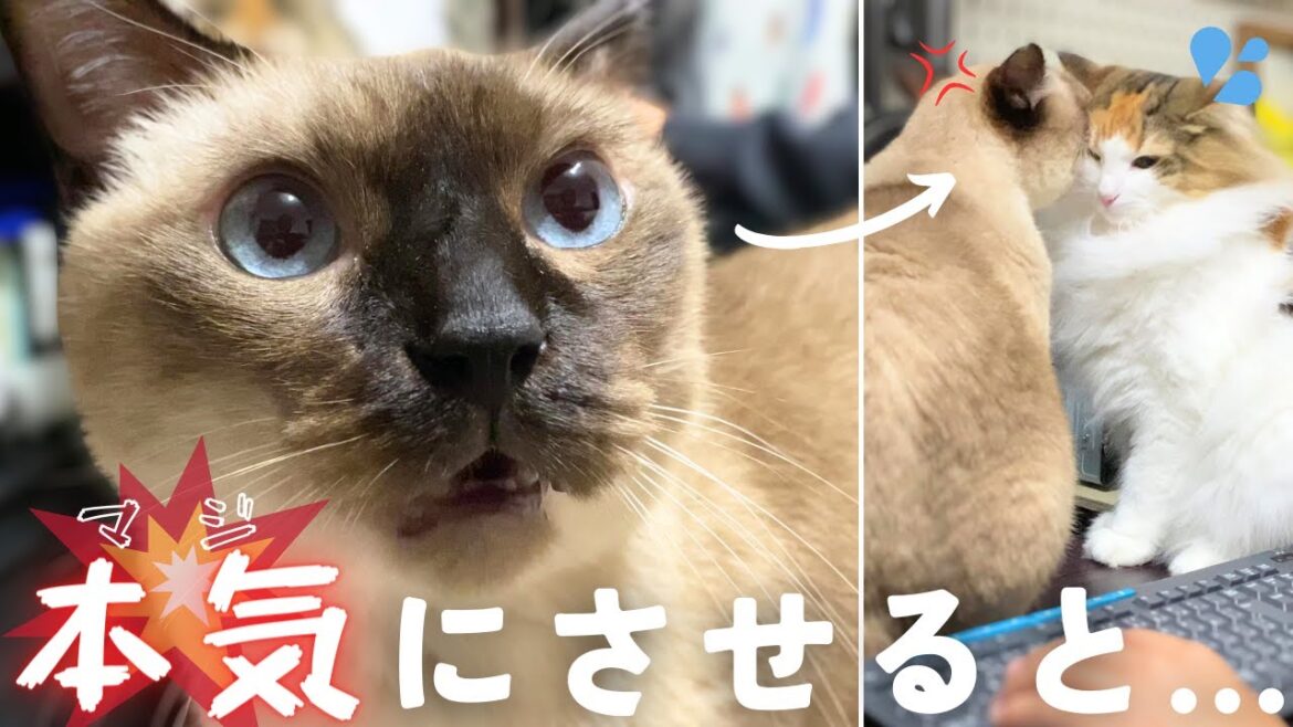 元野良の保護猫の縄張り意識は強い…【シャム猫/シャムミックス＆北欧猫/ノルウェージャンフォレストキャット】