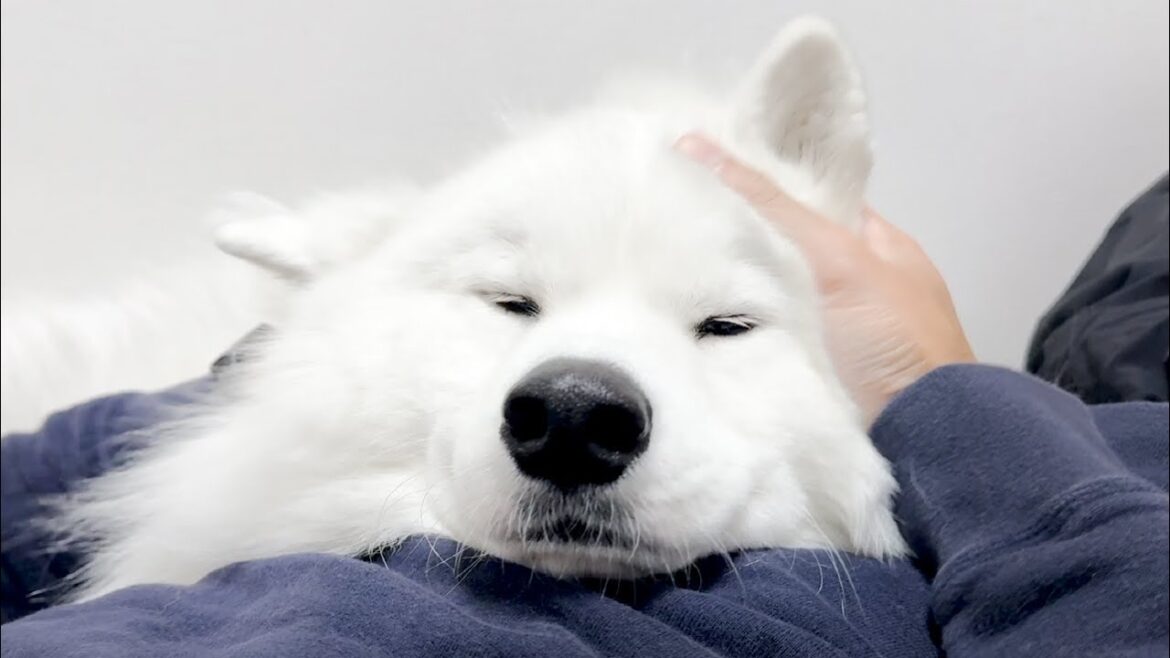 ナデナデされるとすぐにウトウトしてしまう甘えん坊な愛犬が可愛すぎました…【サモエド】 ナデナデされるとすぐにウトウトしてしまう甘えん坊な愛犬が可愛すぎました…【サモエド】