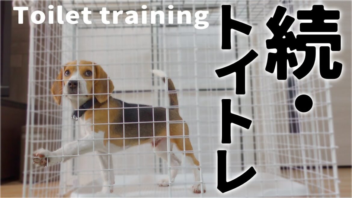 生後4ヶ月のビーグルの子犬、トイレを覚える!?途中経過編【トイトレ】 生後4ヶ月のビーグルの子犬、トイレを覚える!?途中経過編【トイトレ】