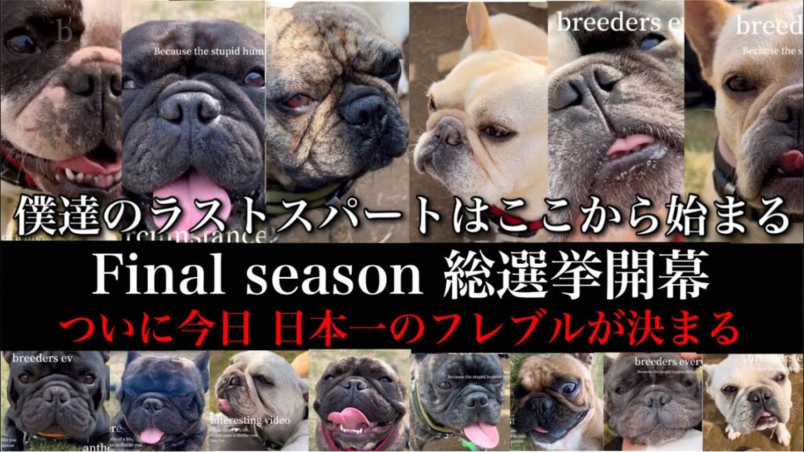 【フレブル総選挙】日本で最も人気があるフレンチブルドッグを決めようじゃないか！