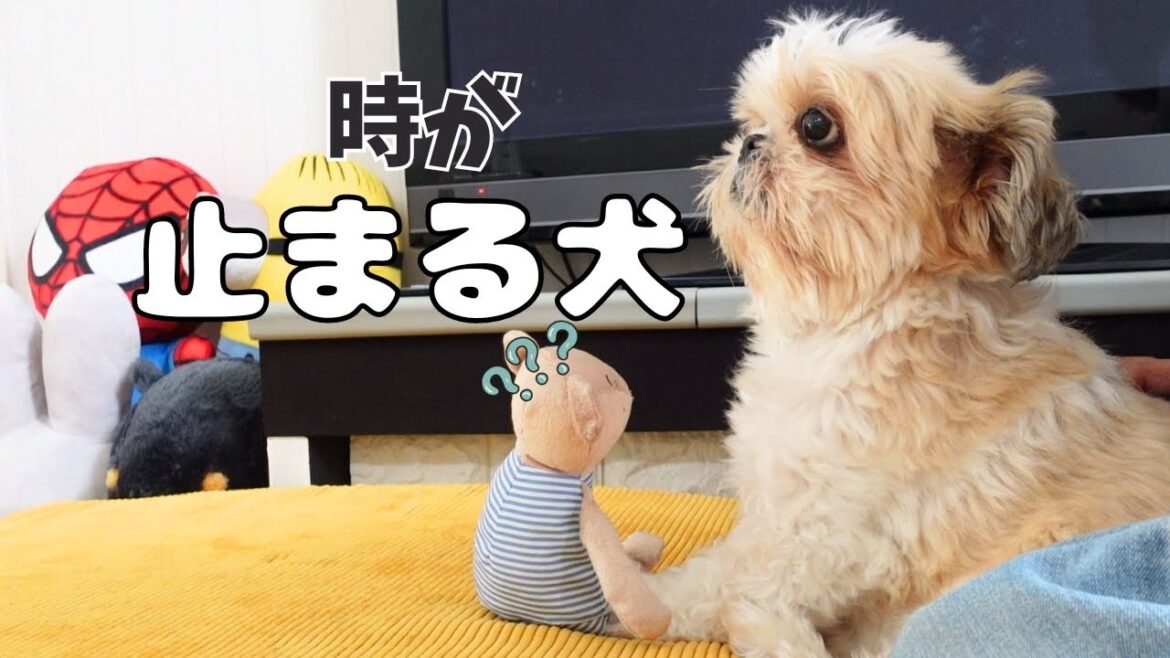 ケガ防止を取り付けた日、器用にオモチャを座らせたまま時が止まったようですwww~多頭飼い~チワワ・シーズー・ミニチュアピンシャー・トイプードル ケガ防止を取り付けた日、器用にオモチャを座らせたまま時が止まったようですwww~多頭飼い~チワワ・シーズー・ミニチュアピンシャー・トイプードル