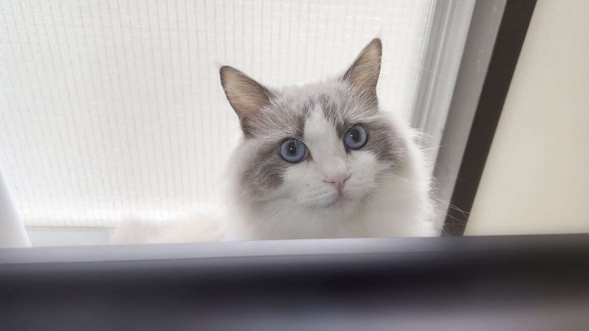 立ちながらの頭突きを習得したラグドール猫がマジで天才すぎました。 立ちながらの頭突きを習得したラグドール猫がマジで天才すぎました。