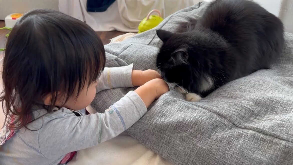 発熱中の人間にモフモフで癒す猫　ノルウェージャンフォレストキャット　ラガマフィンA cat that heals people who are weakened by fever.