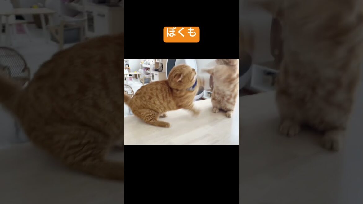 妻もぼくもまだまだ若いのには負けてられない！ #shorts #猫 #マンチカン