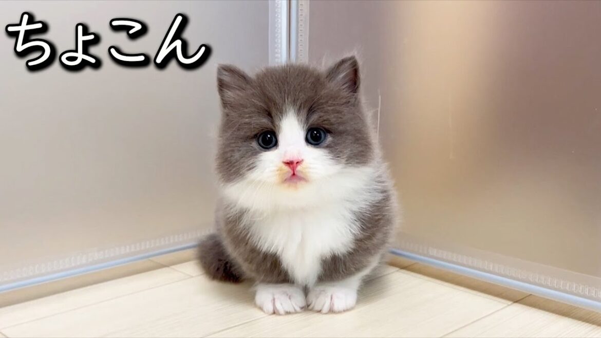 【マンチカンの子猫】ちょこん座りの子猫最強説の件 ∼猫のいる生活Vol.839~ 出産動画 マンチカン短足・ミヌエット・ペルシャ猫専門ブリーダー『ペット蔵人』【子猫の成長記録】