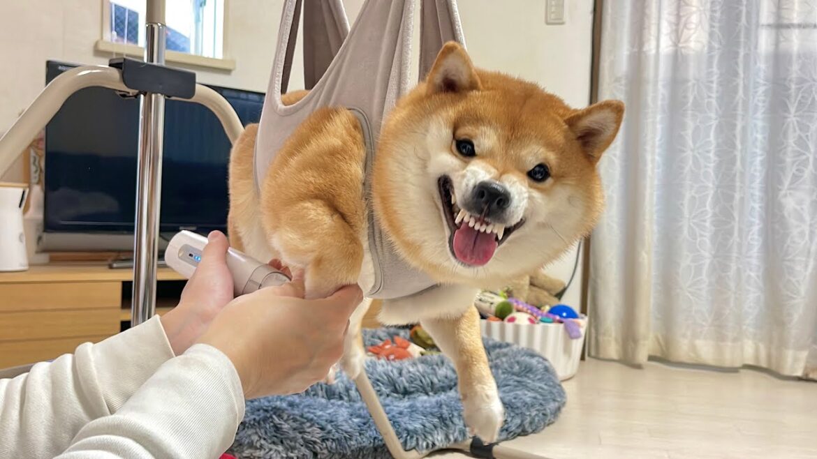 普段温厚な柴犬が大嫌いな物を目の前にしてとうとうブチギレてしまいました...