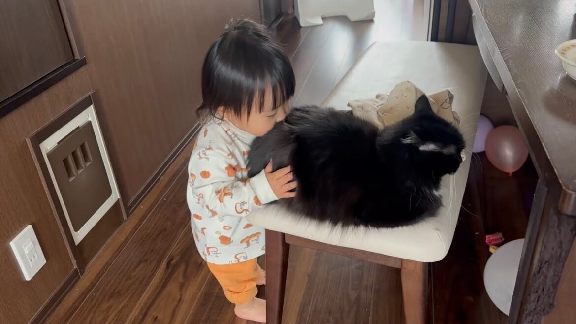 甘えん坊な猫　ラガマフィンA friendly cat. Ragamuffin