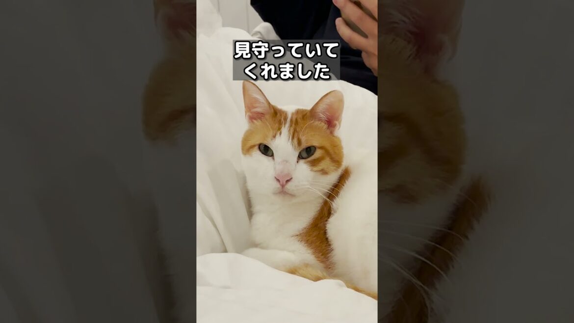 【甘えんぼ猫】パパの高熱が下がらず心配する猫がコチラ#shorts 【甘えんぼ猫】パパの高熱が下がらず心配する猫がコチラ#shorts