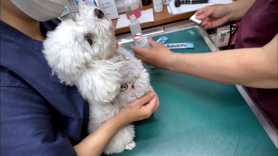 【検査結果】一生治ることのない厄介な膀胱結石と判断されてしまいました