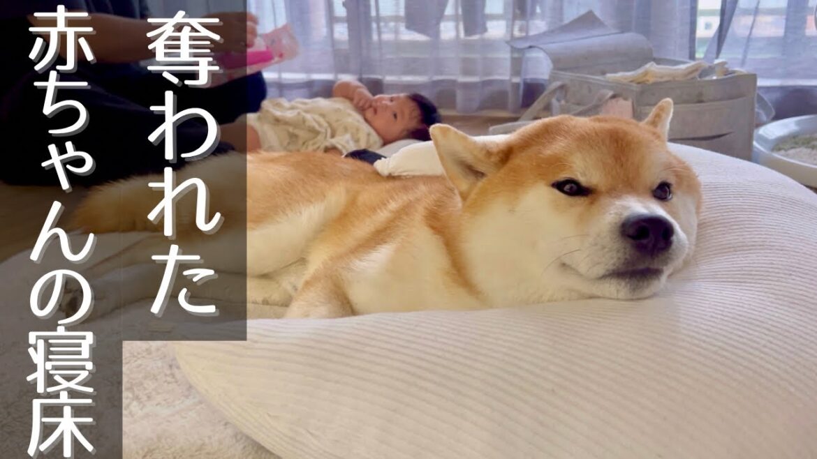 寒くなり赤ちゃんベッドと授乳クッションで勝手に寝る柴犬