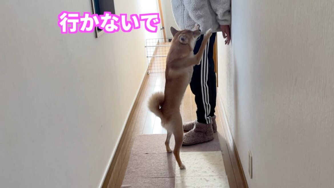 【行かないでー】思春期のお兄ちゃんが学校に行くのを阻止しようとする柴犬　小夏1歳