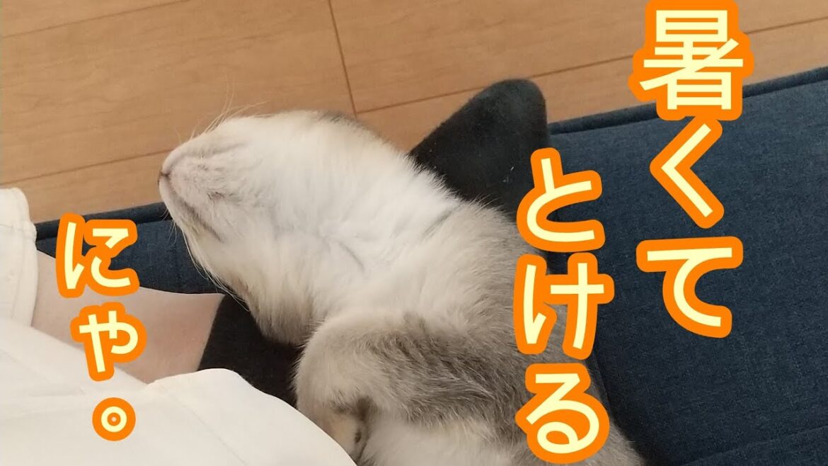 【暑い？】なんかでろーんとなってるるるちゃん【アメリカンカールの立ち耳の猫るるちゃん】