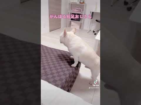 がんばる短足おじさん【フレンチブルドッグ frenchbulldog】 #frenchbulldog #フレンチブル #dog #프렌치불독  #フレブル #ペット #可愛い #癒し がんばる短足おじさん【フレンチブルドッグ frenchbulldog】 #frenchbulldog #フレンチブル #dog #프렌치불독  #フレブル #ペット #可愛い #癒し