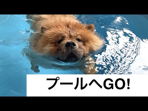 【泳ぐチャウチャウ】ドッグプール編【都内お出かけ】 【泳ぐチャウチャウ】ドッグプール編【都内お出かけ】