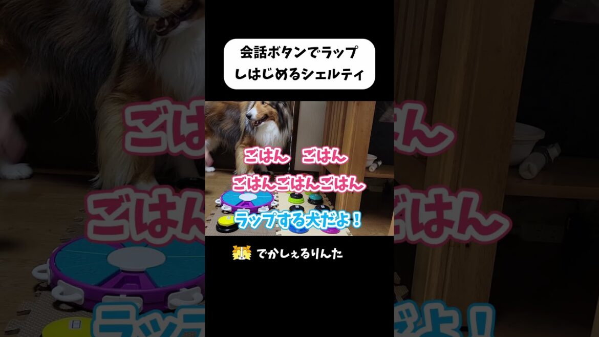 会話ボタンでラップしはじめるシェルティ #shorts